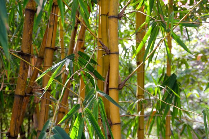 shoots of bamboo