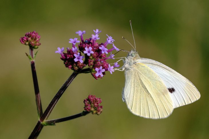 butterfly pollinator on a purple flower