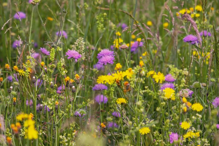 Native grasses and wildflowers