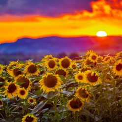 Summer landscape