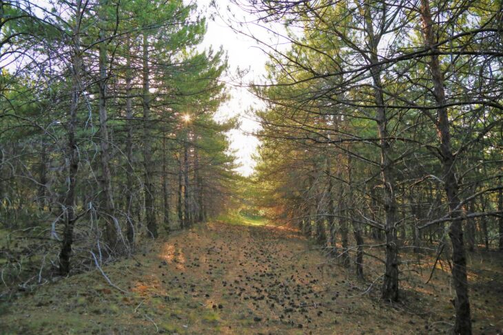 clear space with forest trees
